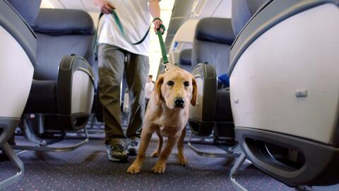 mascota con tutor en cabina de avión