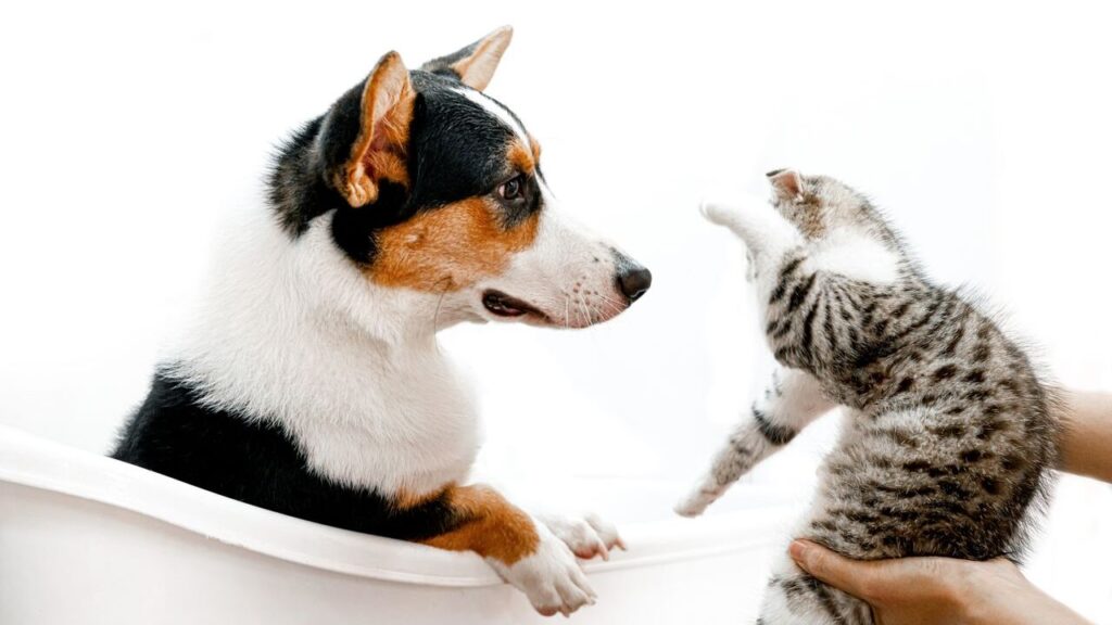 A cute scene of a cat and dog interacting playfully in a bathtub, indoors.