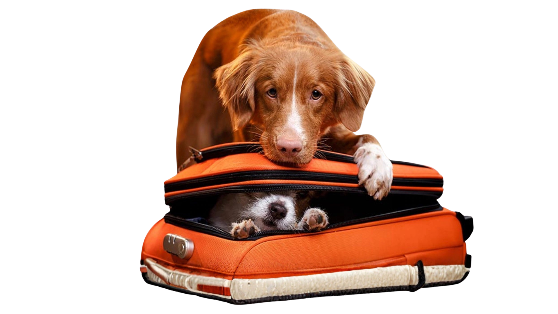 viaje