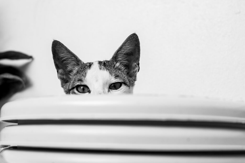 Gato resguardado y alerta en casa durante un sismo o emergencia en Colombia