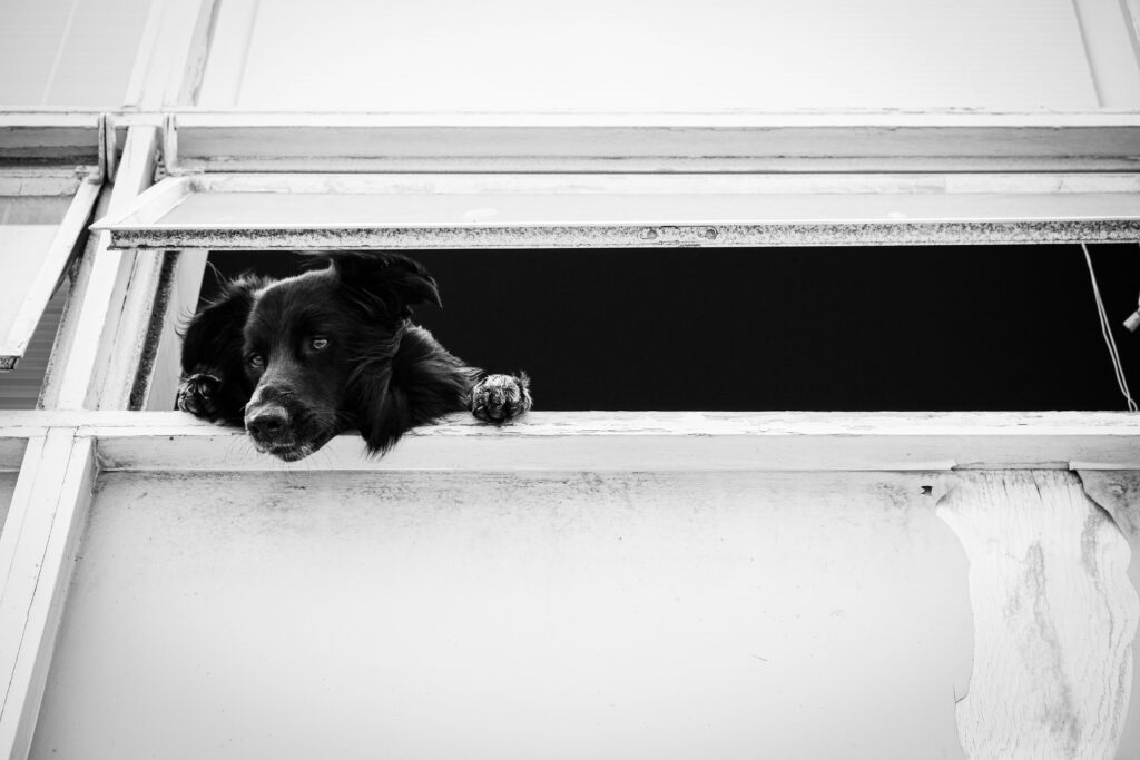 michael schar rhphkudjies unsplash
