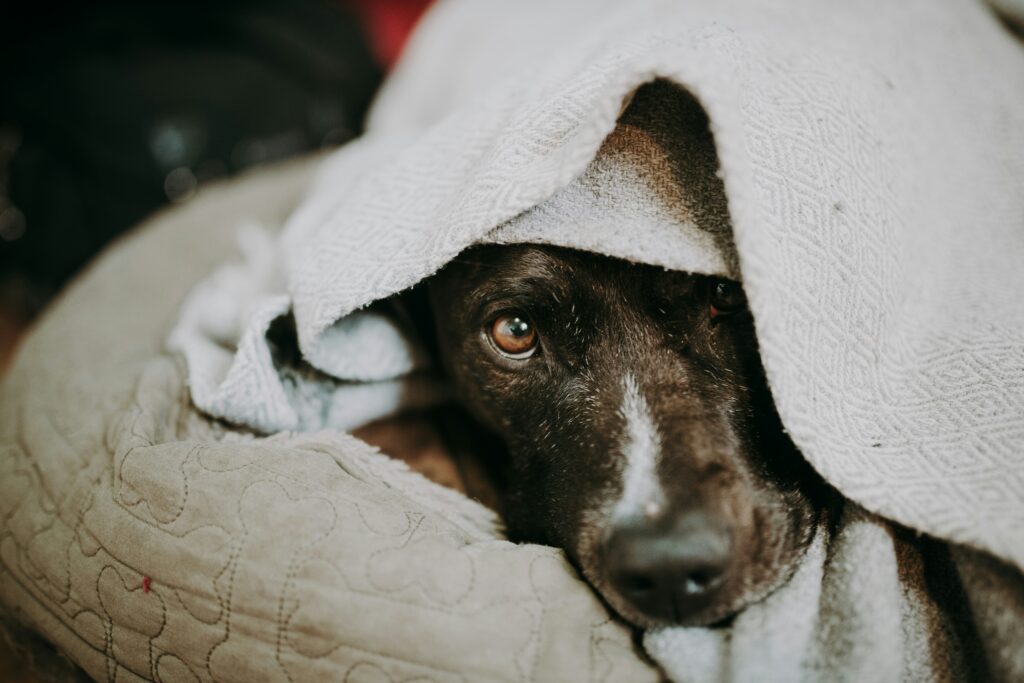 VIAJES AEROPETS sandra seitamaa xfrrpahvbck unsplash
