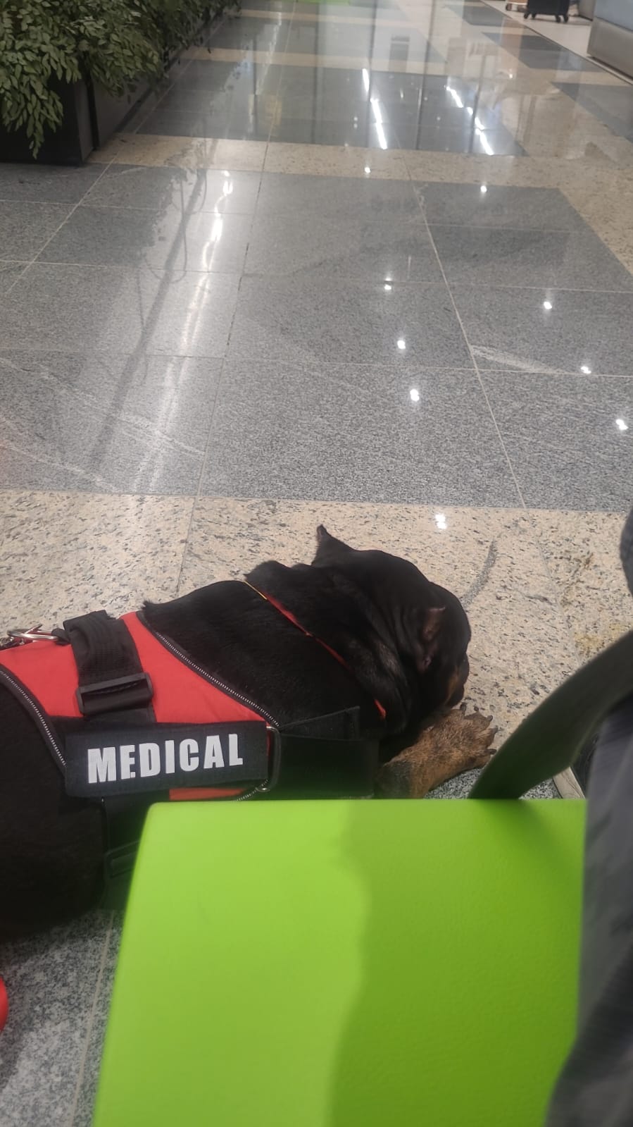 RONCHO ESPERANDO SU VUELO