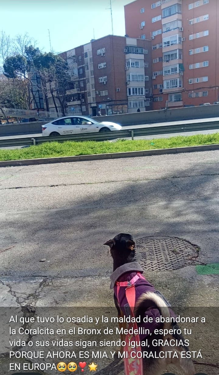 Luna y Coral perritas rescatadas viaje Madrid Aeropets