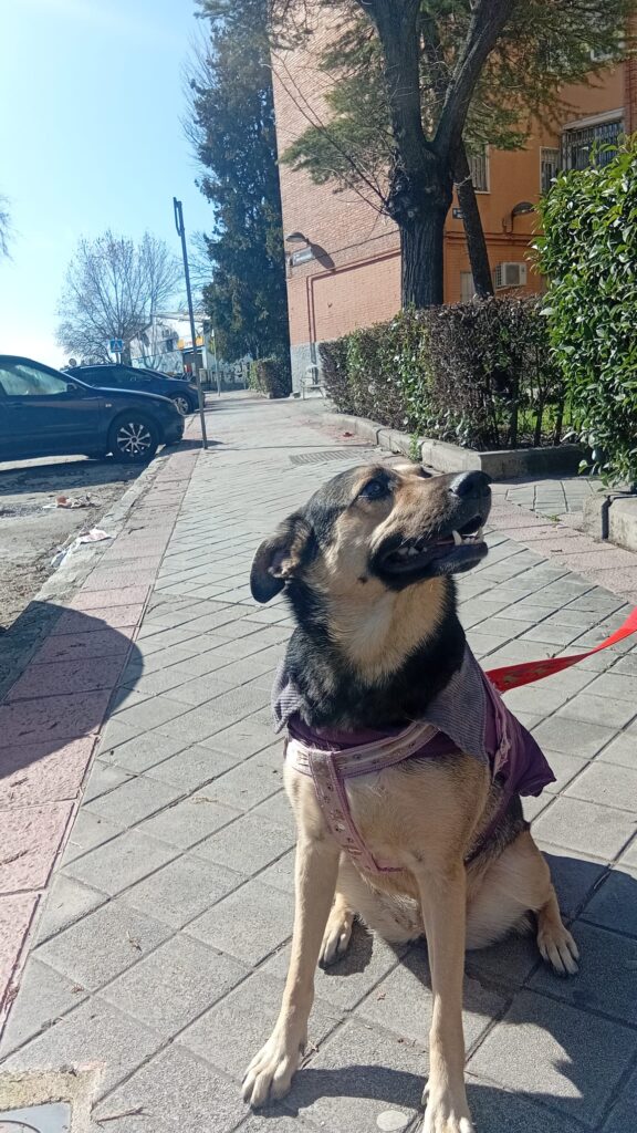 Luna y Coral perritas rescatadas viaje Madrid Aeropets