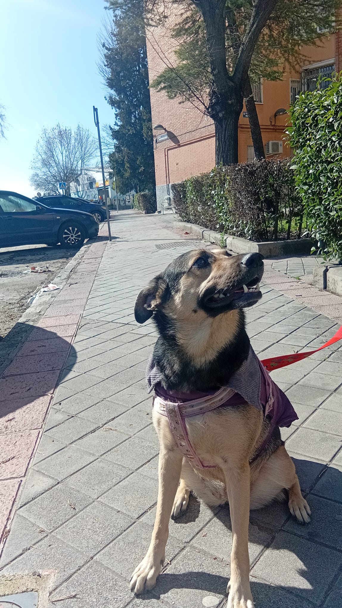 Luna y Coral perritas rescatadas viaje Madrid Aeropets
