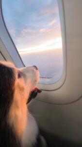 De Medellín a Guayaquil: El impecable viaje de Shaki con Avianca