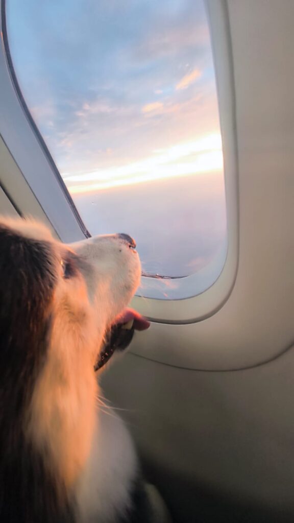 shaki disfrutando de la vista aerea