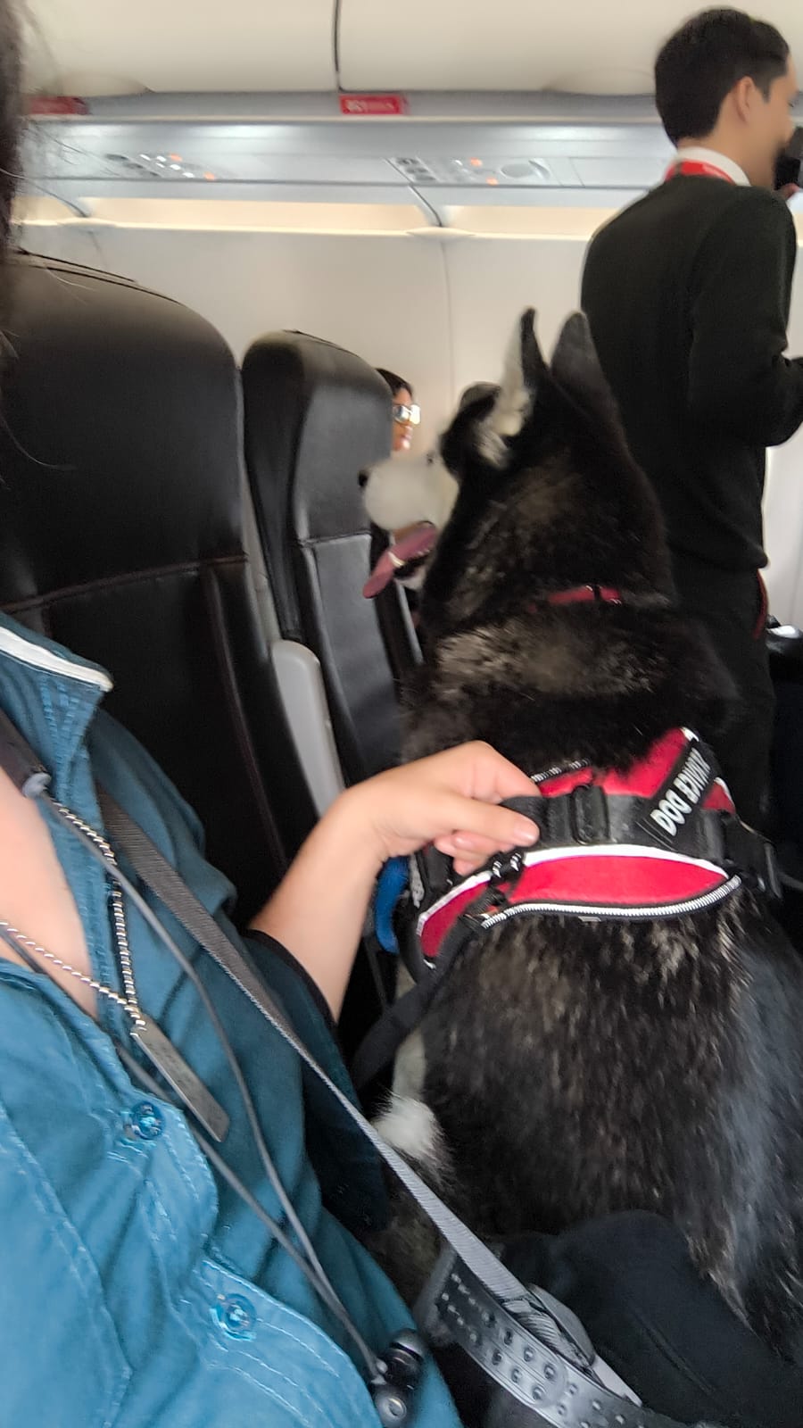 AVIANCA CON PERRO DE SERVICIO